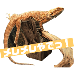 [LINEスタンプ] フトアゴのメレメレ
