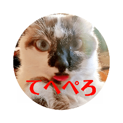 [LINEスタンプ] 猫のきもち①