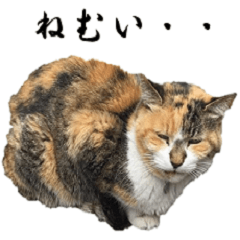 [LINEスタンプ] 猫学部教授 山田モフ夫