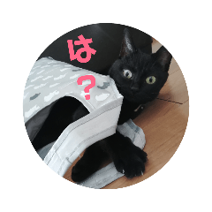 [LINEスタンプ] 黒猫ちょこ