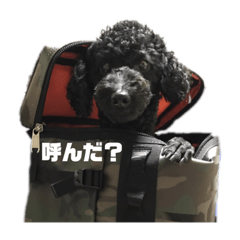 [LINEスタンプ] トイプードルのクゥ君②