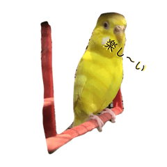 [LINEスタンプ] ピッピコスタンプ❣セキセイインコの日常 
