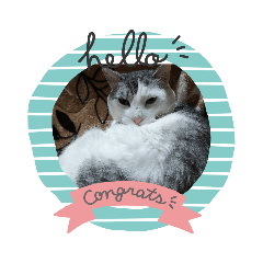 [LINEスタンプ] ビリー猫のstamp 