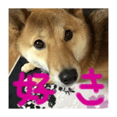 [LINEスタンプ] 愛犬みかんちゃん 2