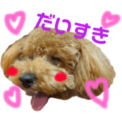 [LINEスタンプ] トイプードルのつくねちゃん 