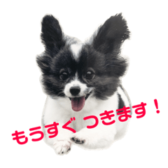 [LINEスタンプ] マイニチップ 