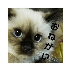 [LINEスタンプ] Ienonyanko 