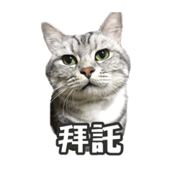 [LINEスタンプ] ネコネコの日常 
