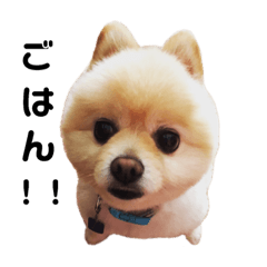 [LINEスタンプ] ポメのくぅちゃん♡スタンプ 