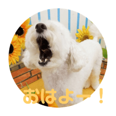 [LINEスタンプ] チョビす fetchpriority=high