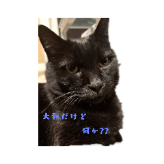 [LINEスタンプ] 大和くんの1日 