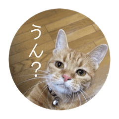 [LINEスタンプ] 茶トラのチャナのひとりごと