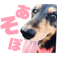 うちのわんこ第1弾