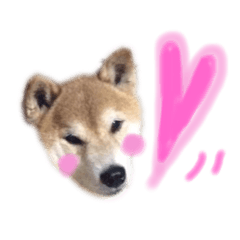 [LINEスタンプ] ごんちゃん スタンプ