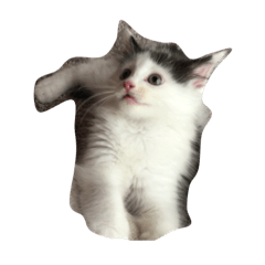 [LINEスタンプ] ノルウェージャンフォレストキャット①