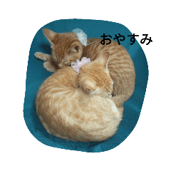 [LINEスタンプ] 茶とらの日常生活 