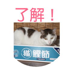 [LINEスタンプ] あっきんの猫 part 1     (吹き出し)