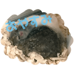 [LINEスタンプ] ファンシーマウスのジジとキキ fetchpriority=high