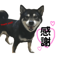 [LINEスタンプ] 黒柴 まう fetchpriority=high