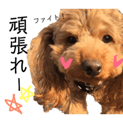 [LINEスタンプ] わが家のくるみちゃん★実写 