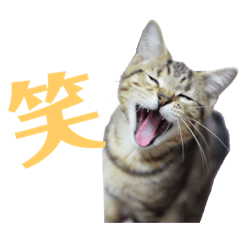 [LINEスタンプ] スコティッシュフォールドのハルくん