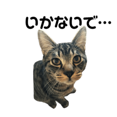 [LINEスタンプ] 野良猫から完全室内飼いになった猫
