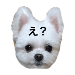 [LINEスタンプ] てんさんスタンプ