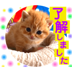 [LINEスタンプ] ねこまーち ルーキーズ