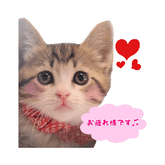 [LINEスタンプ] 猫カフェキャッチーの日常