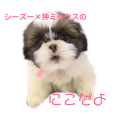 [LINEスタンプ] シーズー×狆ミックスにこちゃん