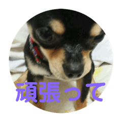 [LINEスタンプ] 犬のとしおくん2
