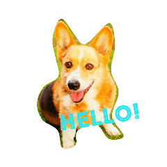 [LINEスタンプ] コーギーGAUGAU