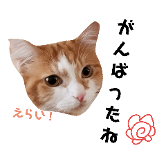 [LINEスタンプ] にゃんずのきもち 