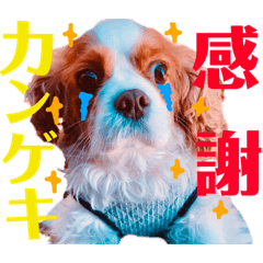 [LINEスタンプ] 王子とまうとキャロ(キャバリア)のスタンプ