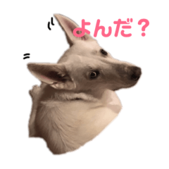 [LINEスタンプ] ホワイトシェパード.あーちゃん！ 