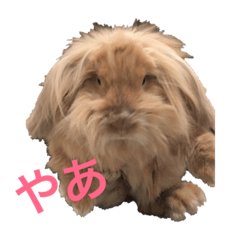 [LINEスタンプ] 毎日ぷう子 
