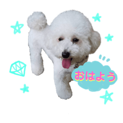 [LINEスタンプ] トイプードルフランさん