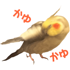 [LINEスタンプ] 癒しのオカメインコ fetchpriority=high