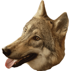 [LINEスタンプ] JCW狼犬ブーリ ① Wolfdog