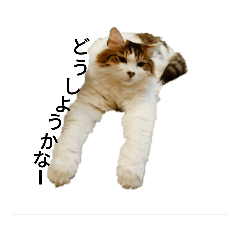 [LINEスタンプ] 猫で日常の雑な返事 