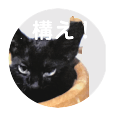 [LINEスタンプ] 猫日