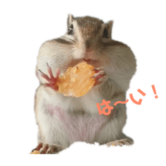 [LINEスタンプ] シマリス♡ビビ