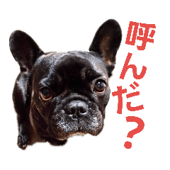 [LINEスタンプ] 愛犬ぶぅ(フレンチブルドッグ)