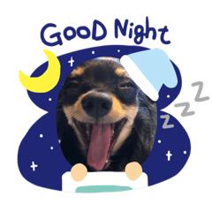 [LINEスタンプ] チワワの小太郎くん