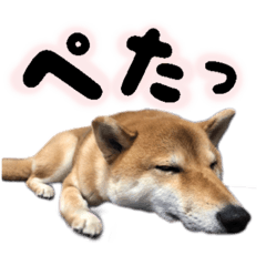 [LINEスタンプ] モフモフなお友達“ナッツ”の喜怒哀楽☆