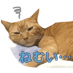 [LINEスタンプ] 茶トラ猫、マロンくん