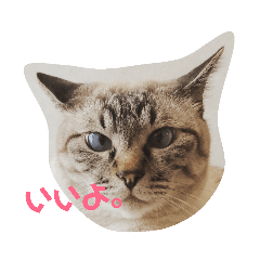 [LINEスタンプ] あまり話したくない猫さんスタンプ