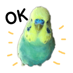 [LINEスタンプ] セキセイインコ好きスタンプ