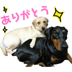 [LINEスタンプ] ドーベルマンとラブラドール日常会話
