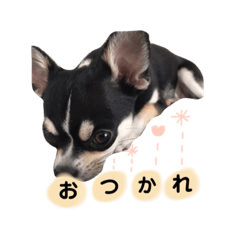 [LINEスタンプ] おじゃ丸、てつ丸です②